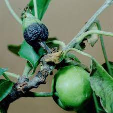 پاورپوینت بیماری آتشک گلابی و سیب